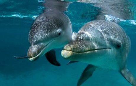 دامپزشکی تهران: از مرگ دلفین میلیاردی بی‌خبریم