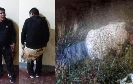 فرار گوسفندی یک زندانی در بولیوی ناکام ماند