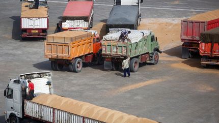 عرضه نهاده‌های دامی فقط از طریق سامانه بازارگاه 