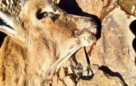 آیا وجود بیماری طاعون نشخوارکنندگان در کرمان حقیقت دارد؟