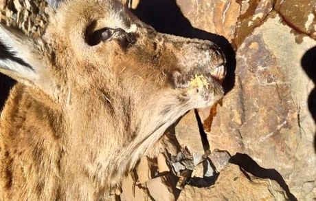 آیا وجود بیماری طاعون نشخوارکنندگان در کرمان حقیقت دارد؟