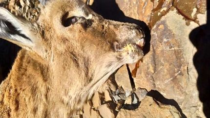 آیا وجود بیماری طاعون نشخوارکنندگان در کرمان حقیقت دارد؟