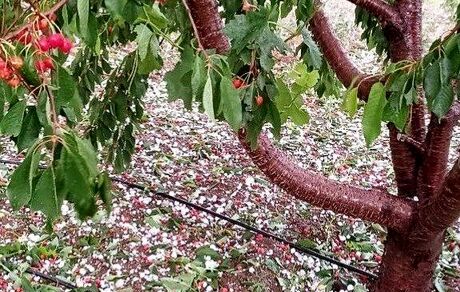 خسارت سنگین تگرگ در آذربایجان‌شرقی