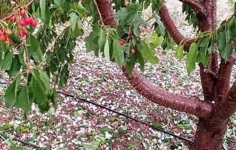 خسارت سنگین تگرگ در آذربایجان‌شرقی