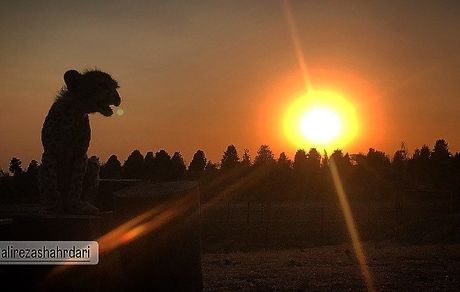 جدیدترین تصویر از «پیروز» تنها توله یوز ایرانی