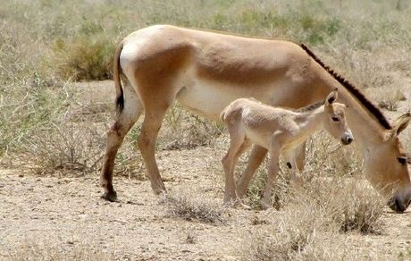 تولد نخستین کره گورخر ایرانی در سال ۱۴۰۲