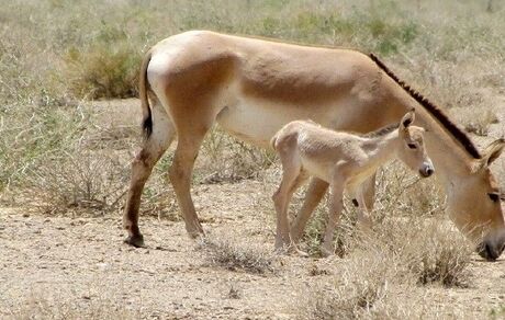 تولد نخستین کره گورخر ایرانی در سال ۱۴۰۲