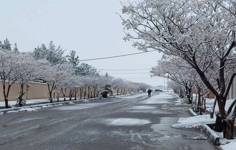 بارش برف، کرمان را سفیدپوش کرد