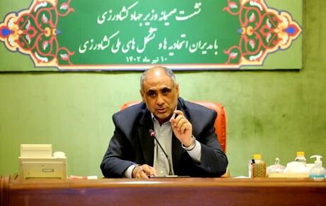 دولت، برنج مازاد شمال را خریداری می‌کند