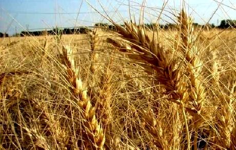 میزان خرید گندم از ۲ میلیون تن گذشت