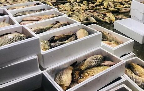 افزایش ۱۱۳ درصدی محصولات شیلات به کشور