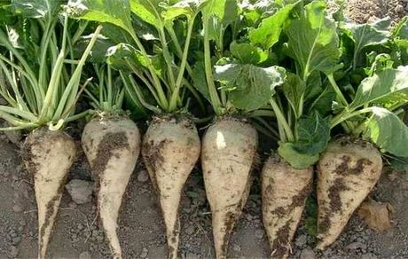 رشد ۲۰ درصدی تحویل چغندر قند به کارخانجات