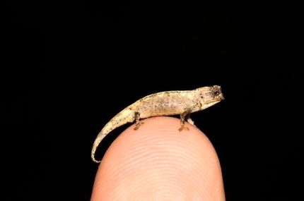 کشف کوچکترین خزنده جهان