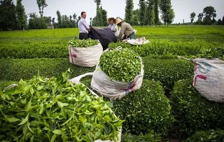 پرداخت مطالبات چای‌کاران از ۸۸ درصد گذشت