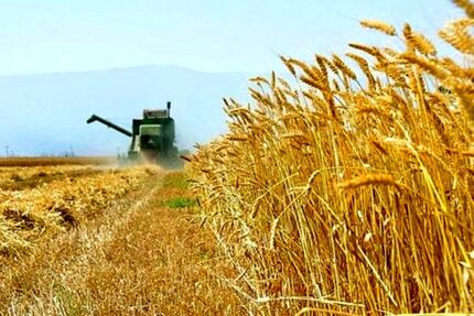 خرید تضمینی گندم آغاز شد