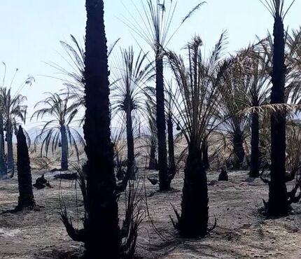 نخلستان روستای کهنوک کارواندر در خاش نابود شد