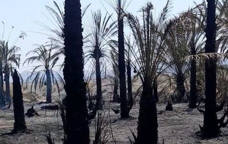 نخلستان روستای کهنوک کارواندر در خاش نابود شد