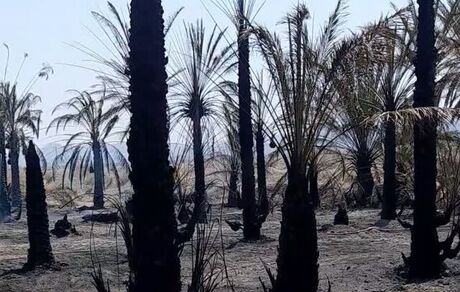 نخلستان روستای کهنوک کارواندر در خاش نابود شد