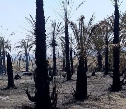 نخلستان روستای کهنوک کارواندر در خاش نابود شد