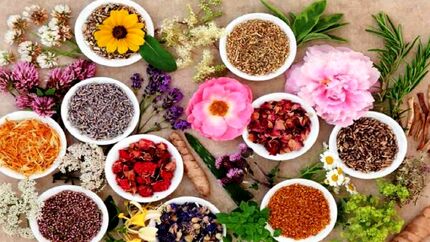 تولید بیش از ۴۹۹ هزار تن گیاهان دارویی در کشور