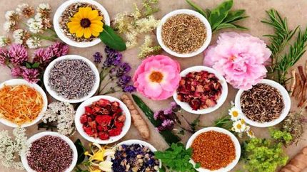 تولید بیش از ۴۹۹ هزار تن گیاهان دارویی در کشور