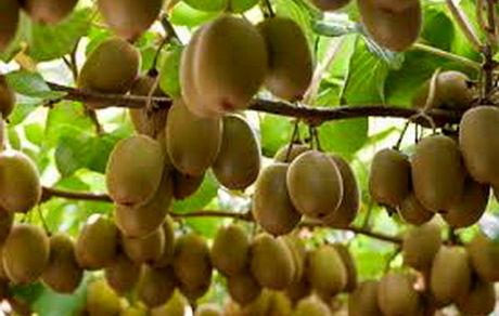 تهاتر صادرات کیوی با واردات میوه‌های گرمسیری