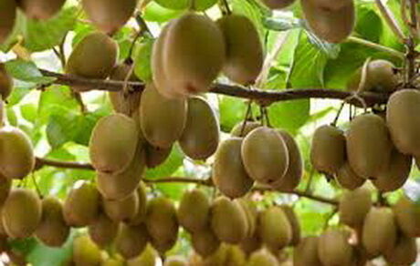 تهاتر صادرات کیوی با واردات میوه‌های گرمسیری