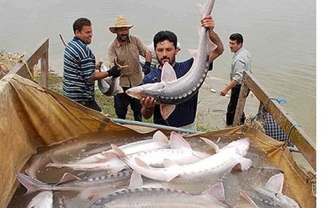 ممنوعیت صید تجاری ماهیان خاویاری خزر تمدید شد