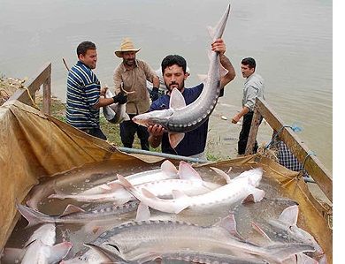ممنوعیت صید تجاری ماهیان خاویاری خزر تمدید شد