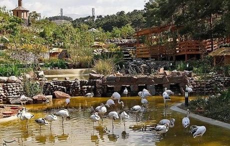 معاون شهردار قم از کنترل آنفلوانزای فوق حاد در باغ پرندگان خبرداد
