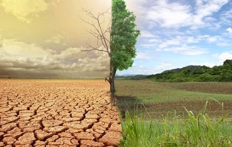 طرح بیابان زدایی در ۷۴۰هکتار اراضی بیابانی مرکزی