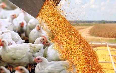 استفاده از هورمون یا تریاک در مرغداری‌ها شایعه است