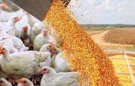 استفاده از هورمون یا تریاک در مرغداری‌ها شایعه است