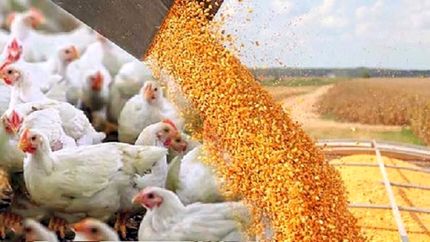 استفاده از هورمون یا تریاک در مرغداری‌ها شایعه است