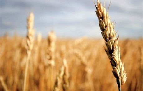 پیش‌بینی تولید بیش از ۵۸۰ هزار تن محصولات زراعی در استان قزوین