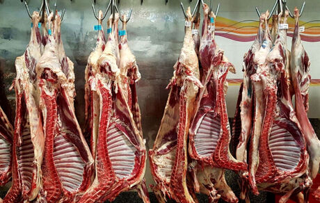ماه آینده، واردات گوشت قرمز و دام از آفریقا آغاز می‌شود