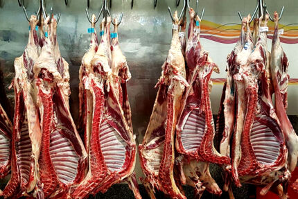 ماه آینده، واردات گوشت قرمز و دام از آفریقا آغاز می‌شود