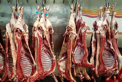 ماه آینده، واردات گوشت قرمز و دام از آفریقا آغاز می‌شود
