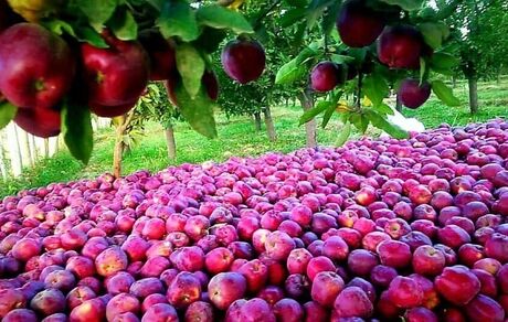 خرید توافقی سیب صنعتی در استان آذربایجان‌غربی آغاز شد