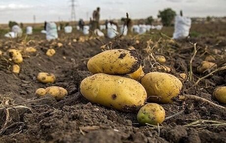 ۱۶۵ هزار تن سیب زمینی در رزن برداشت شد