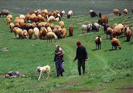 میانگین قیمت دام زنده ۴۵ هزار تومان / دام عشایر و روستاییان صادر می شود