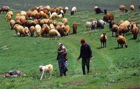 میانگین قیمت دام زنده ۴۵ هزار تومان / دام عشایر و روستاییان صادر می شود