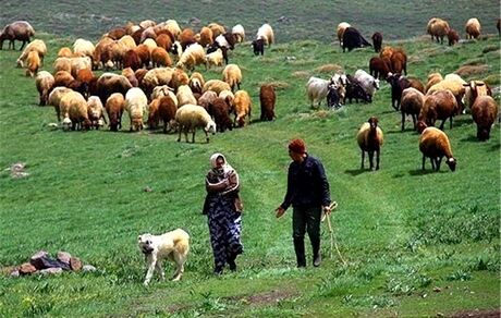 میانگین قیمت دام زنده ۴۵ هزار تومان / دام عشایر و روستاییان صادر می شود