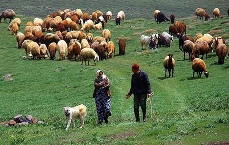 میانگین قیمت دام زنده ۴۵ هزار تومان / دام عشایر و روستاییان صادر می شود
