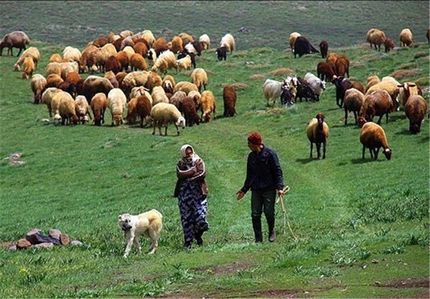 میانگین قیمت دام زنده ۴۵ هزار تومان / دام عشایر و روستاییان صادر می شود