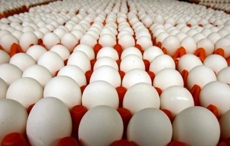 اختصاص ۱۲ هزار تن تخم مرغ برای صادرات