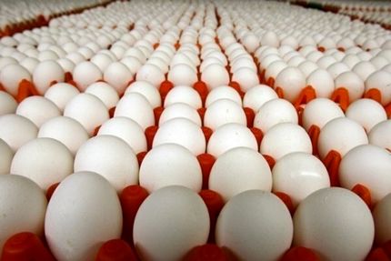 اختصاص ۱۲ هزار تن تخم مرغ برای صادرات