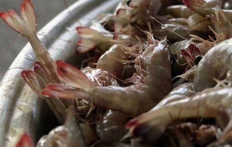 تکثیر گونه میگوی "کروما" و ماهی "سیبس" در ایران