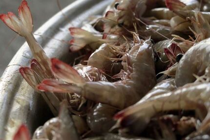 تکثیر گونه میگوی "کروما" و ماهی "سیبس" در ایران