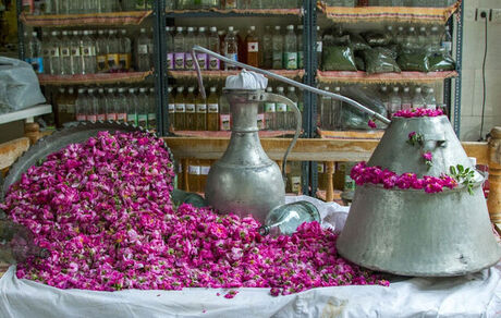 جشنواره گلاب‌گیری شهرستان کاشان در سطح بین‌المللی تقویم گردشگری ثبت شد